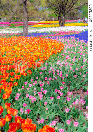鬱金香花田的一側[長野縣] 89215896