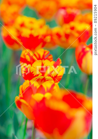 One side of tulip field [Nagano Prefecture] 89215904