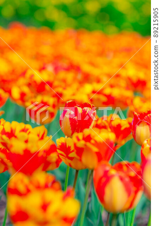 鬱金香花田的一側[長野縣] 89215905