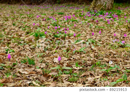A rare white flower of Katakuri, the town of Katakuri colonies, Akita Prefecture A rare white flower of Katakuri, the town of Katakuri colonies, Akita Prefecture 89215913