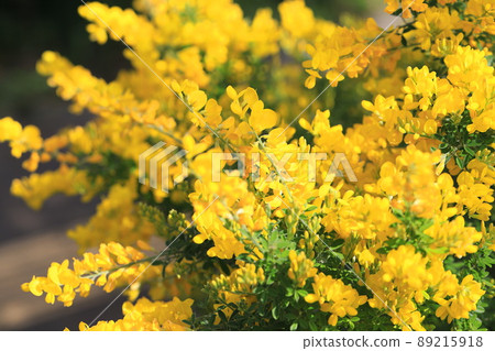 Genisteae in full bloom Genisteae in full bloom 89215918