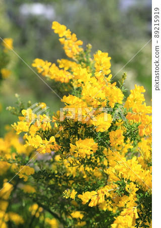 Genisteae in full bloom 89215919