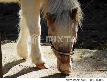 The gentle face of a horse facing down 89216092