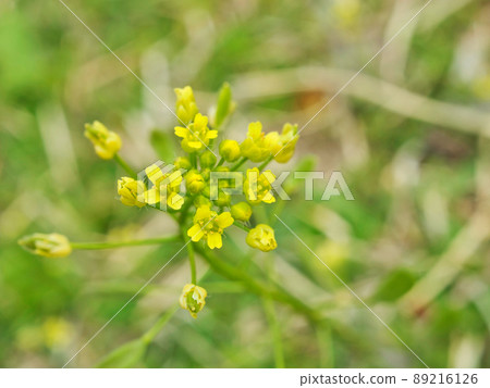 Inukunazuna 89216126