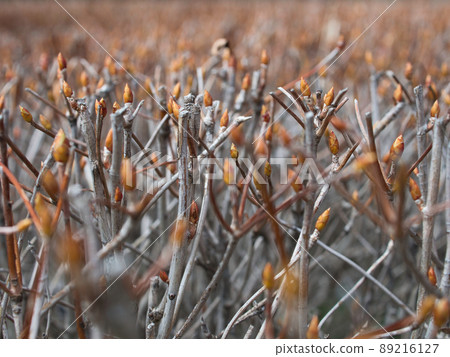 Tree buds (sprouting) 89216127