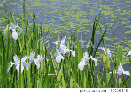Midoro-ga pond where Japanese iris has begun to bloom Midoro-ga pond where Japanese iris has begun to bloom 89216148