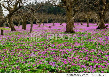 雪國的春天，秋田縣的erythronium地毯 89216179