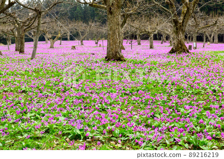 雪國的春天,秋田縣的erythronium地毯 雪國的春天,秋田縣的erythronium地毯 89216219