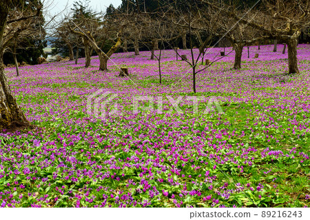 Spring in the snowy country, carpet of erythronium, Akita Prefecture 89216243