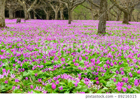雪國的春天,秋田縣的erythronium地毯 雪國的春天,秋田縣的erythronium地毯 89216315