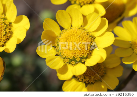 Yellow flowers of Krisan Semamu Multicore blooming in a Japanese park in spring 89216390