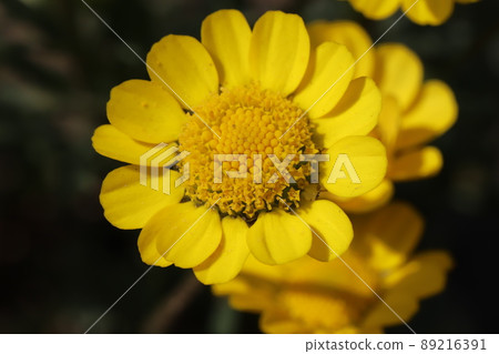 Yellow flowers of Krisan Semamu Multicore blooming in a Japanese park in spring 89216391