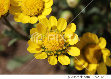 Yellow flowers of Krisan Semamu Multicore blooming in a Japanese park in spring Yellow flowers of Krisan Semamu Multicore blooming in a Japanese park in spring 89216392