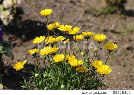 春天在日本公園盛開的 Krisan Semamu Multicore 黃花 89216395