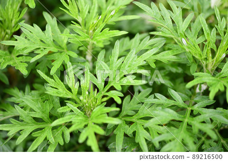 艾條後的艾草 艾條後的艾草 89216500