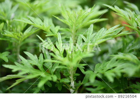 艾條後的艾草 艾條後的艾草 89216504