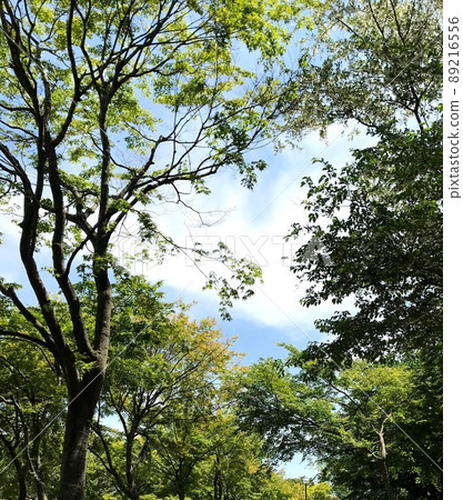 六月的天空 六月的天空 89216556