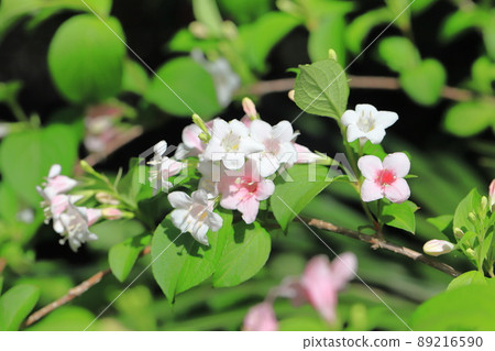 Hakone Soragi (Weigela coraeen) that changes color from white to light pink Hakone Soragi (Weigela coraeen) that changes color from white to light pink 89216590