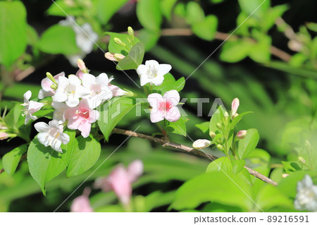 Hakone Soragi (Weigela coraeen) that changes color from white to light pink 89216591
