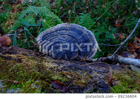 Chrysanthemum fungus 89216604