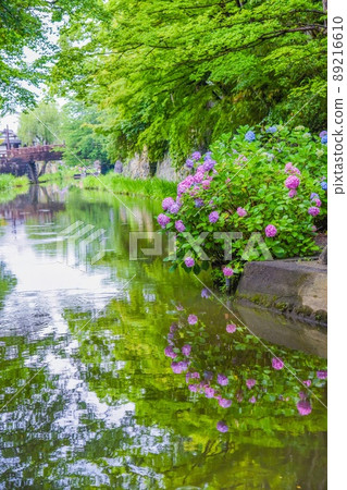 Hydrangea Hachimanbori Hydrangea Hachimanbori 89216610