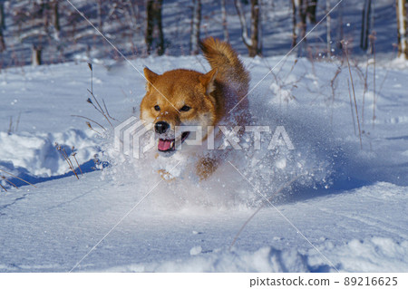 The Shiba Inu Japanese dog plays in the snow in winter. The Shiba Inu Japanese dog plays in the snow in winter. 89216625
