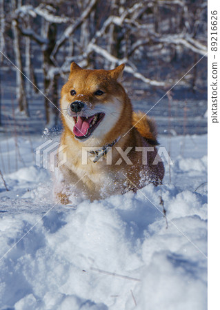 The Shiba Inu Japanese dog plays in the snow in winter. 89216626