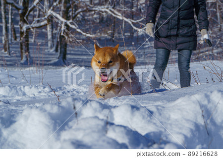 The Shiba Inu Japanese dog plays in the snow in winter. The Shiba Inu Japanese dog plays in the snow in winter. 89216628