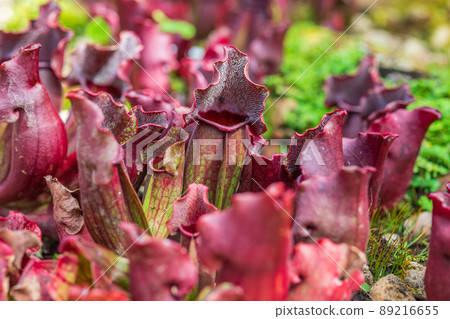 Carnivorous pitcher plants or monkey cups in the garden 89216655