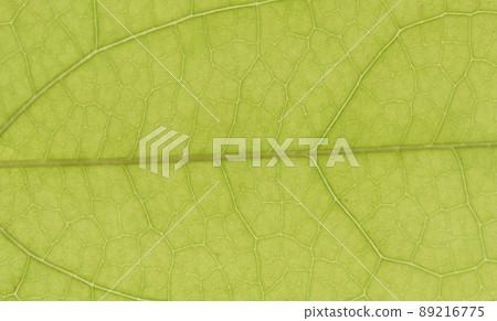 Young leaves and veins of vine deciduous shrub, akebi (Kidori) Young leaves and veins of vine deciduous shrub, akebi (Kidori) 89216775