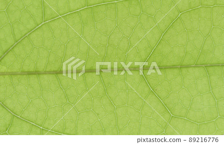 Young leaves and veins of vine deciduous shrub, akebi (Kidori) 89216776