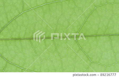 Young leaves and veins of vine deciduous shrub, akebi (Kidori) 89216777