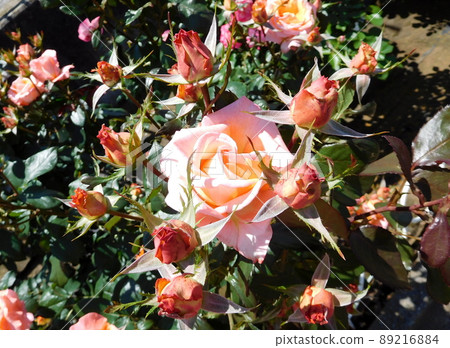 Rose Kenigin Beatrix 岡野町公園 Rose Kenigin Beatrix 岡野町公園 89216884