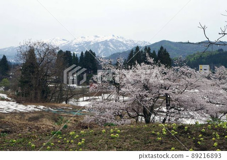 Yoshino cherry tree near Echigo-Hirose Station on the Tadami Line in Uonuma City. Near view Fukinoto and distant view Mt. Sumon Yoshino cherry tree near Echigo-Hirose Station on the Tadami Line in Uonuma City. Near view Fukinoto and distant view Mt. Sumon 89216893