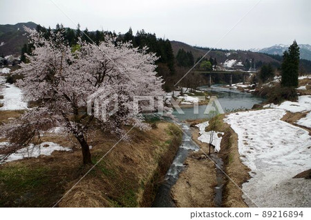 Spring in Uonuma, cherry blossoms in full bloom. The Tadami Line railway bridge that crosses the Aburuma River. Spring in Uonuma, cherry blossoms in full bloom. The Tadami Line railway bridge that crosses the Aburuma River. 89216894