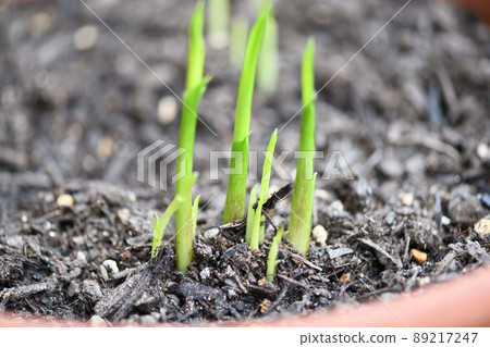 天南星科植物，色芽 89217247