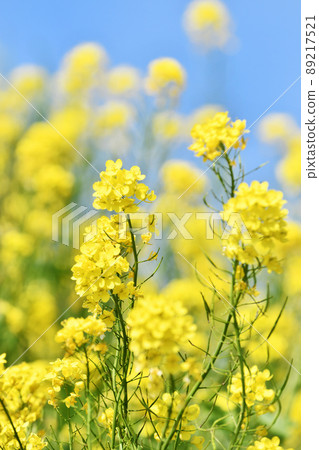 油菜花開在藍藍的天空背景上 油菜花開在藍藍的天空背景上 89217521
