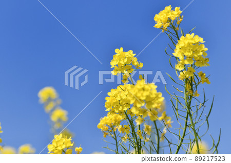 油菜花開在藍藍的天空背景上 油菜花開在藍藍的天空背景上 89217523