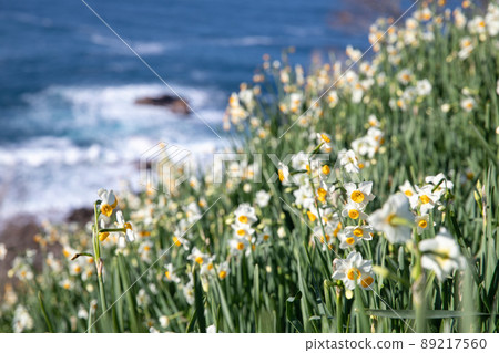 [Echizen Town, Fukui Prefecture, December] The magnificent Sea of Japan and the pretty blooming Echizen Narcissus 89217560
