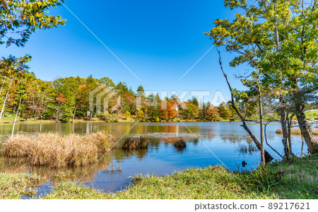 Autumn leaves of the Charentacean Plateau Autumn leaves of the Charentacean Plateau 89217621