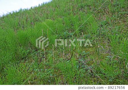 馬尾和筑紫在斜坡上生長的場景 89217656
