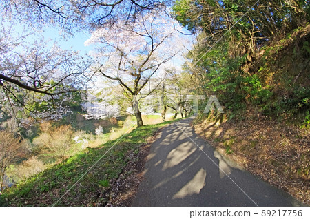 Showaike Park Walking Path, a famous place for cherry blossoms in Kokuraminami-ku, Kitakyushu City, Fukuoka Prefecture Showaike Park Walking Path, a famous place for cherry blossoms in Kokuraminami-ku, Kitakyushu City, Fukuoka Prefecture 89217756