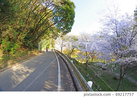 Showaike Park, a famous place for cherry blossoms in Kokuraminami-ku, Kitakyushu City, Fukuoka Prefecture 89217757
