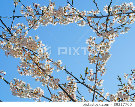 A view looking up at the blue sky and the branches of cherry blossoms A view looking up at the blue sky and the branches of cherry blossoms 89217760