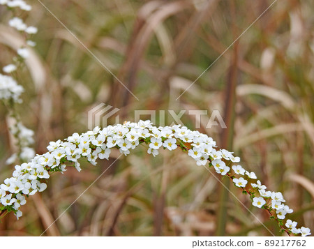 Thin branches of arched spiraea with many white florets Thin branches of arched spiraea with many white florets 89217762
