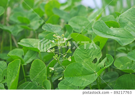 薺菜,又名薺菜,春天在三葉草中開花 薺菜,又名薺菜,春天在三葉草中開花 89217763