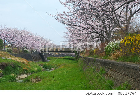春天櫻花盛開的北九州小倉南區紐木川的風景 89217764