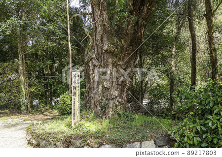 岡山縣津山市中山神社銀杏 岡山縣津山市中山神社銀杏 89217803