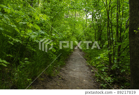 The beautiful scenery of a green forest during a beautiful sunny day with tall trees, grass and moss. The natural landscape of lush vegetation environment. The beautiful scenery of a green forest during a beautiful sunny day with tall trees, grass and moss. The natural landscape of lush vegetation environment. 89217819