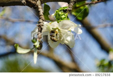 Honey bee on white flowers of apple tree blossom. Macro photo of Honey bee. Spring flowering garden. Concept of extinction and environmental risk. 89217838